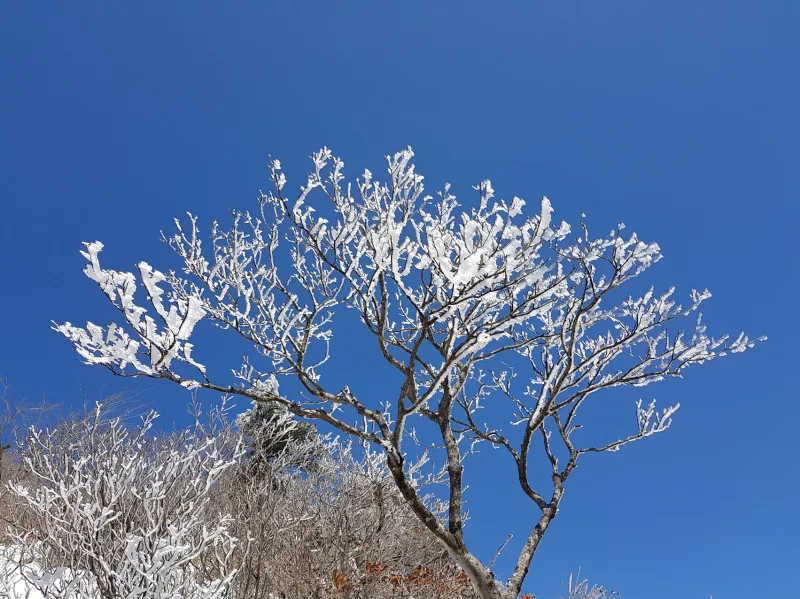 울산 가지산 설경