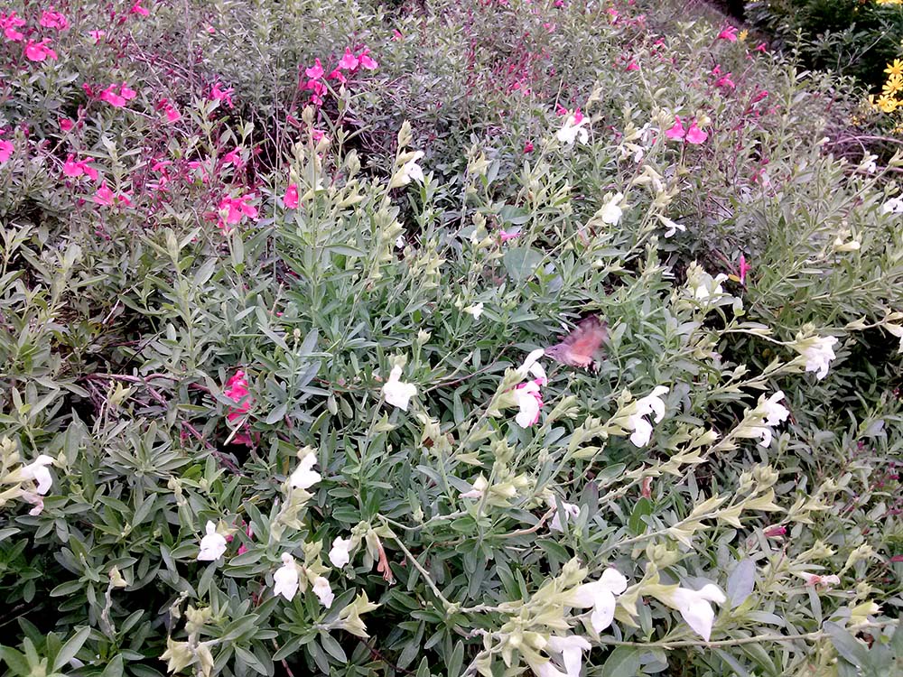 벌새(Hummingbird)? 아니 박각시나방(Hawkmoth)