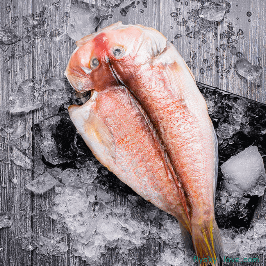 생선의 황태자 눈볼대, 금태