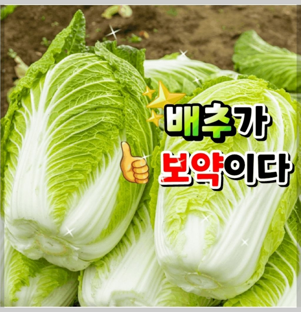배추가 보약이다