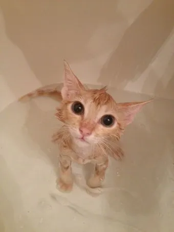 고양이 쉽게 목욕하는 방법과 준비 요령_4