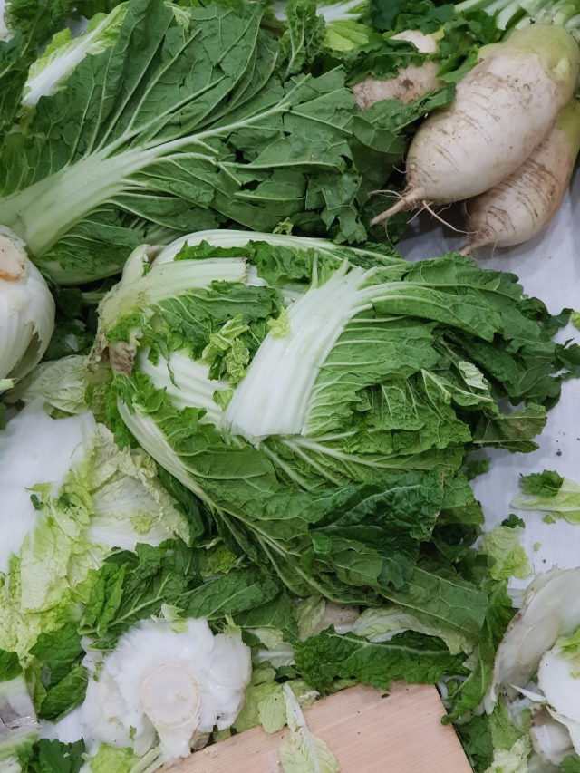 올해김장배추가격