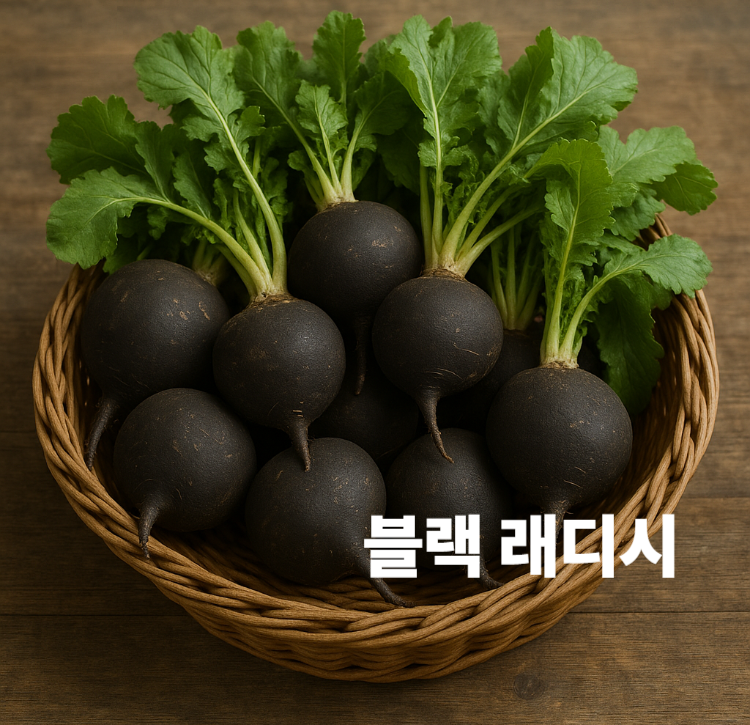 해독작용 독소제거 식욕촉진 변비개선 블랙래디시 효능 영양성분