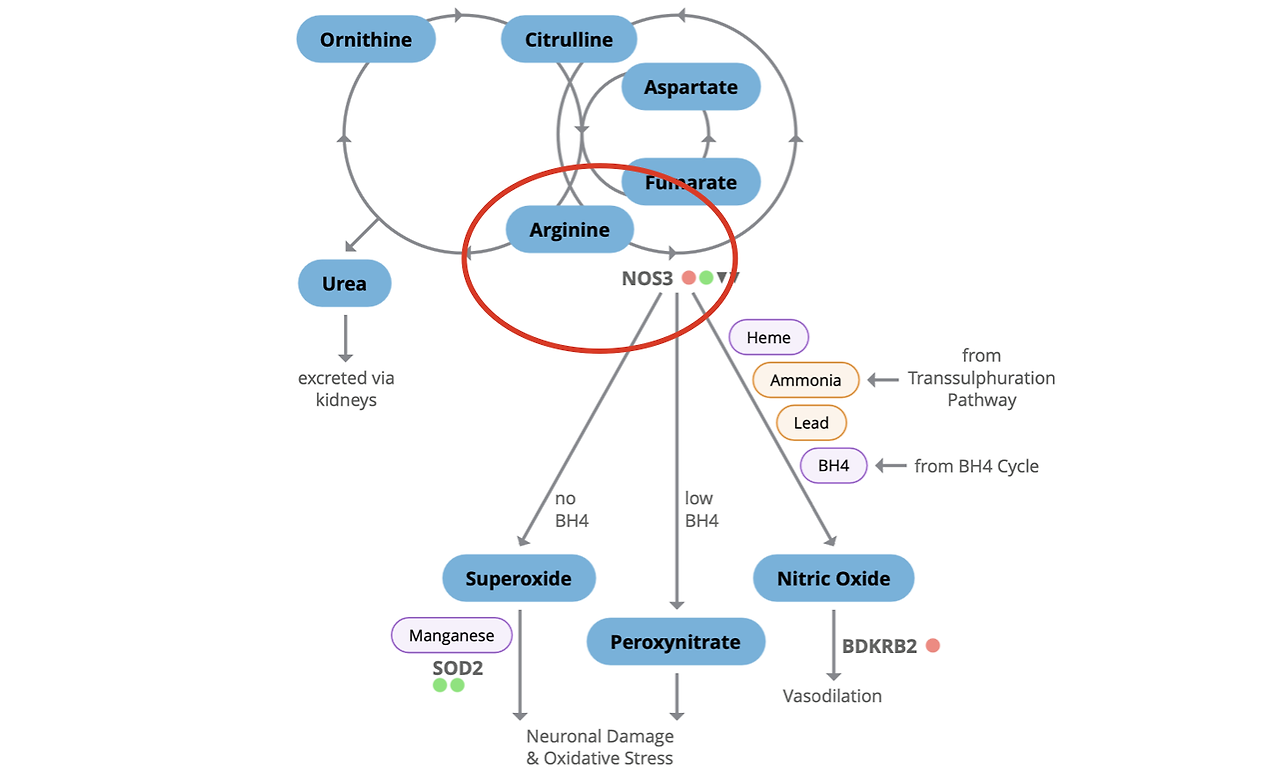 라라올라 아르기닌 작용 기전