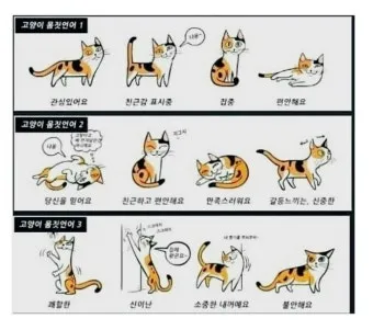 "고양이