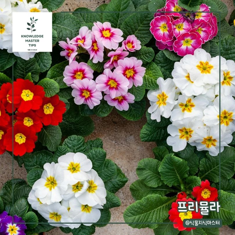 봄에 심기 좋은 꽃 - 프리뮬라