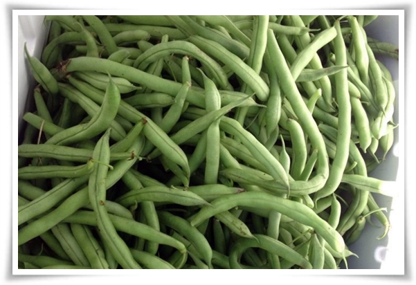 텃밭 &quot;5월, 강낭콩 심으세요!&quot; 콩알 콩알 재미가 톡톡, 쑥쑥 자라는 기쁨!