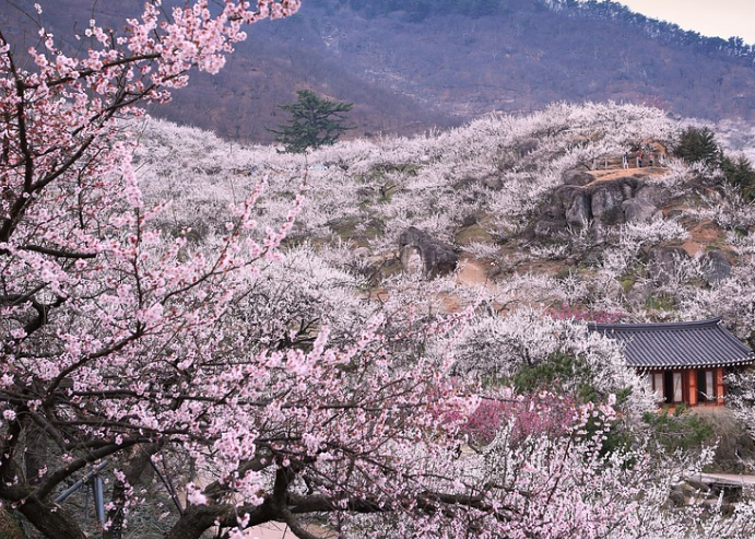 광양 매화축제