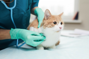 진찰 중인 고양이