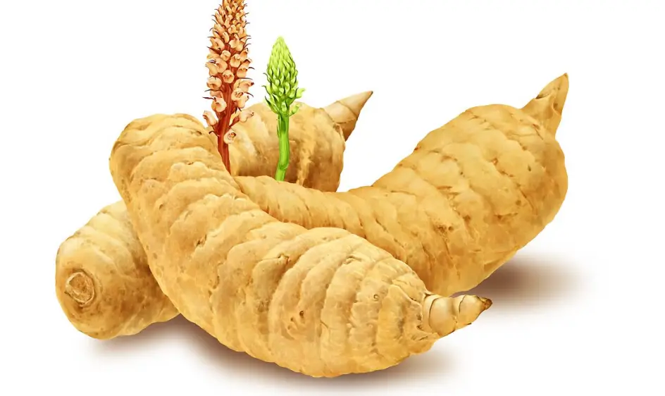 천마 효능