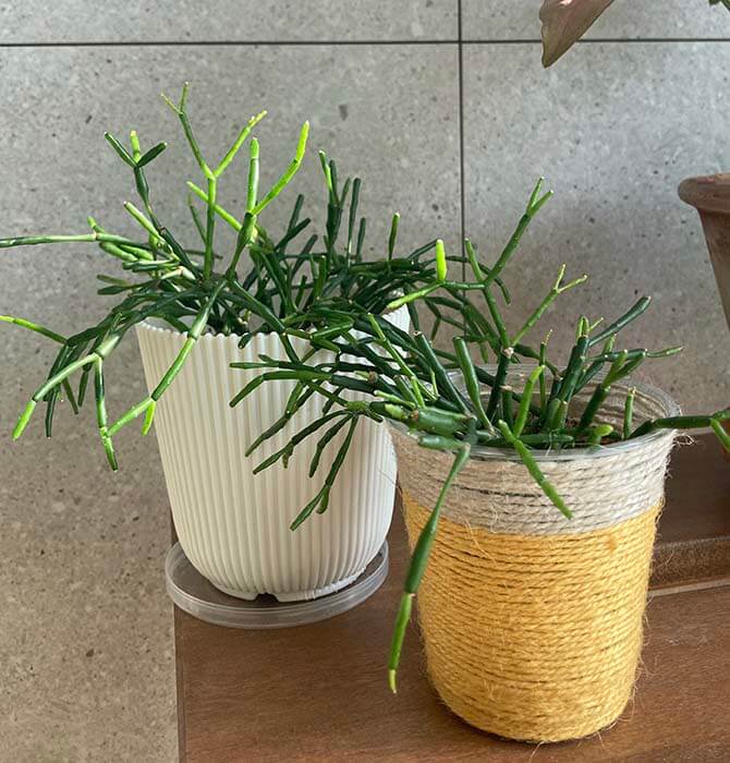 립살리스_뽀빠이_번식