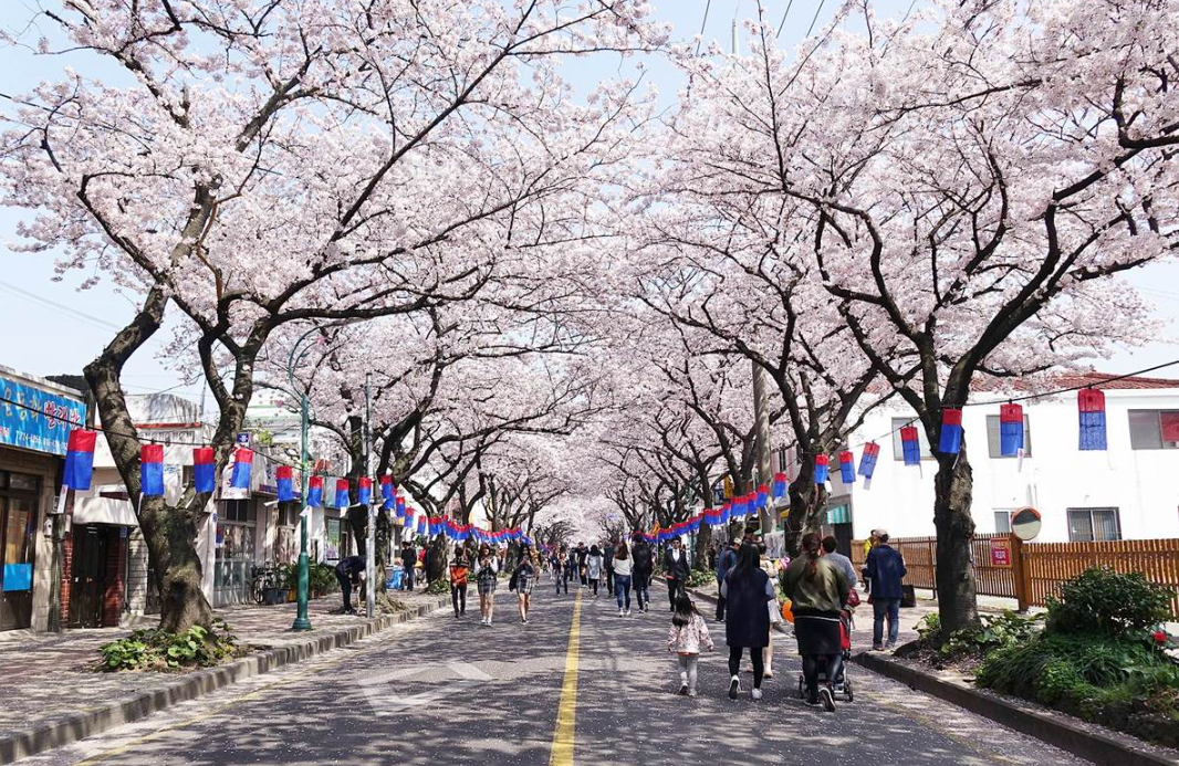 제주 왕벚꽃 축제