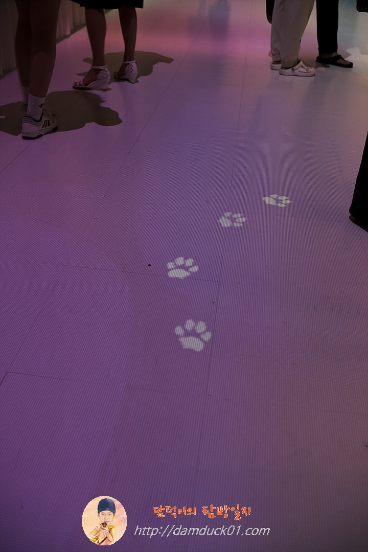 우리 동네 고양이