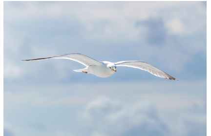 북극제비갈매기