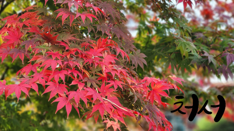 처서 특징과 생활 속 변화