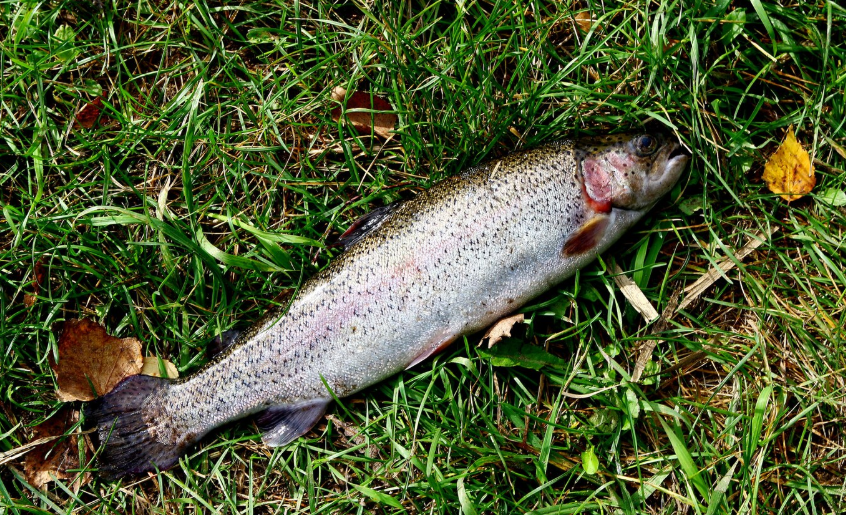 강원도 화천 산천어 축제