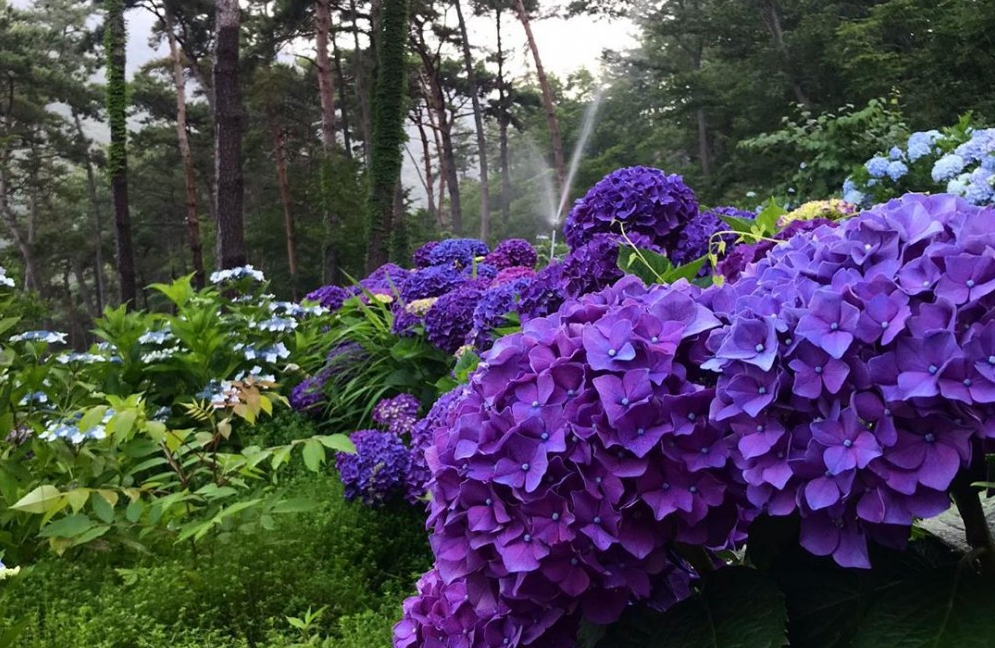 포레스트수목원