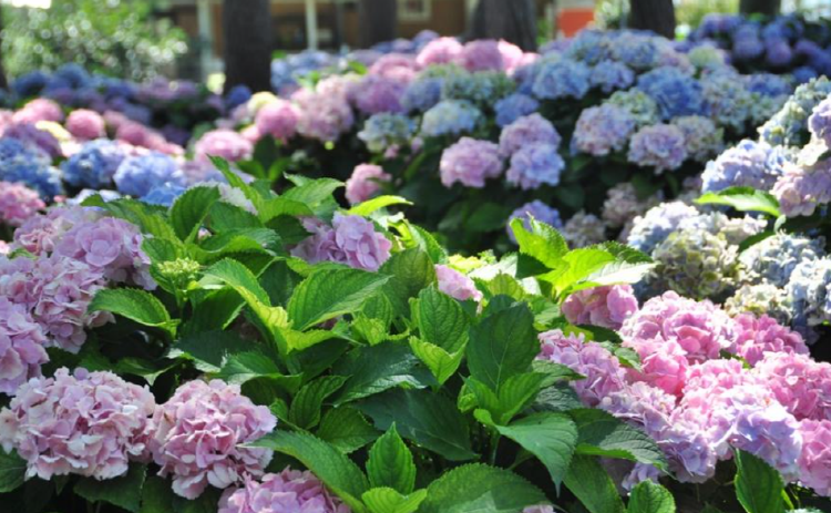 서산 모월힐링숲