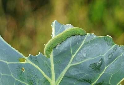 배추흰나비 먹이