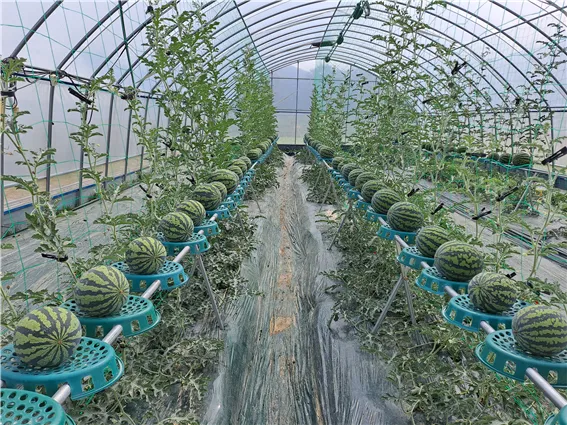 수박 재배 접목 선택 순 따기 당도 올리기_6