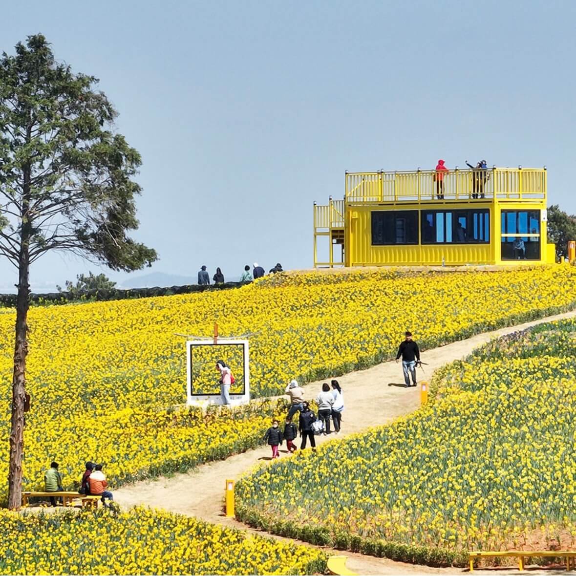 신안 선도 수선화 축제