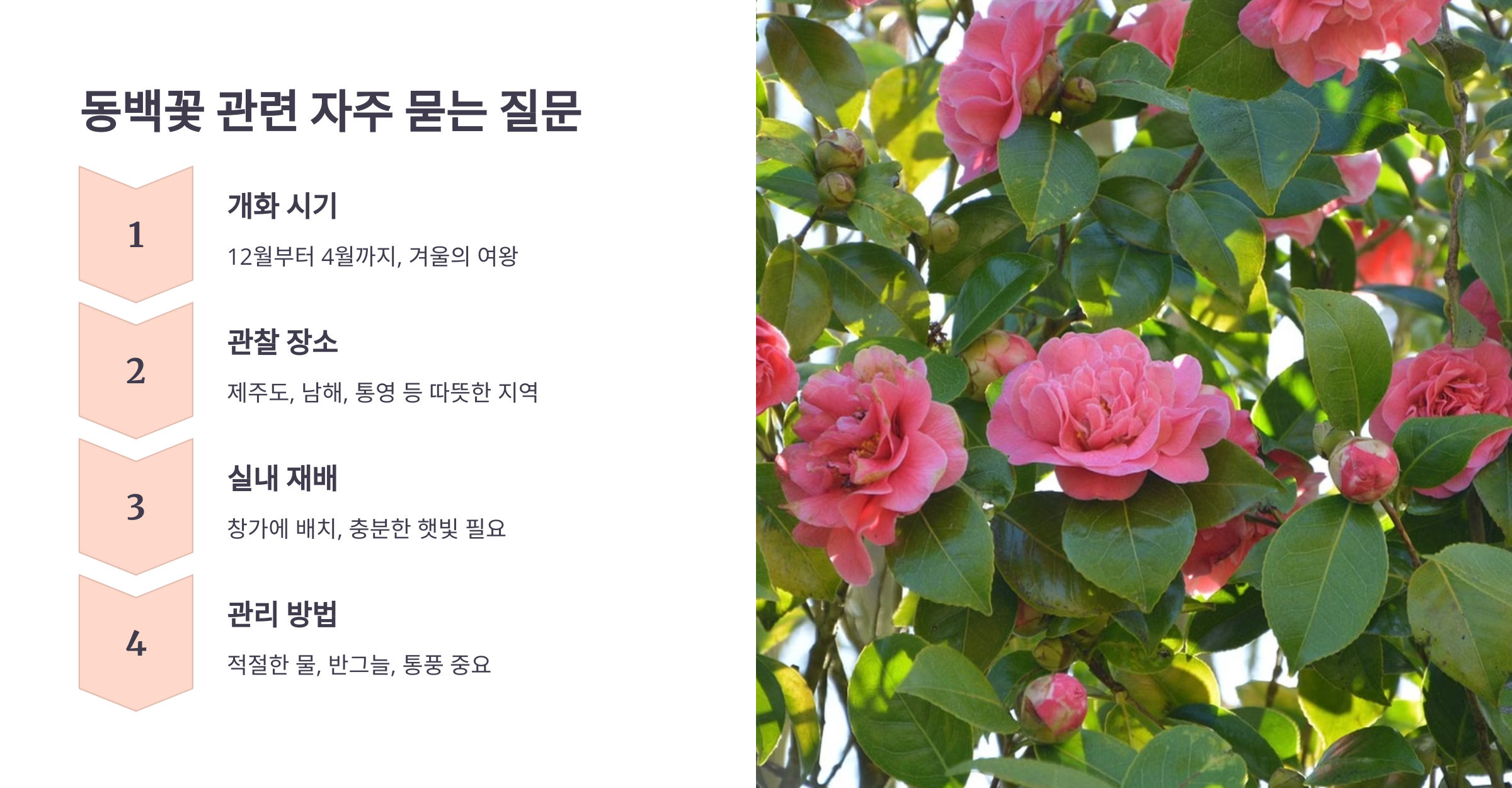 동백꽃 사진