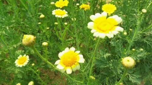 쑥갓꽃-개화-쑥갓-효능-효과