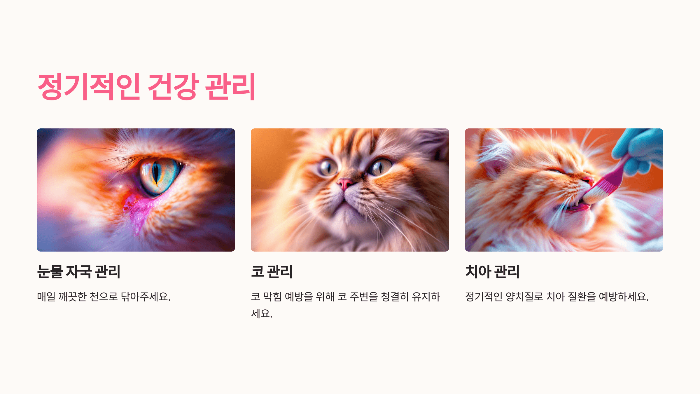 페르시안 고양이 사진입니다.