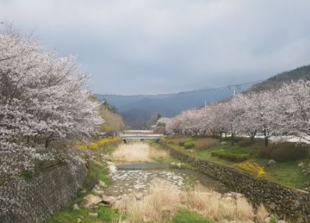 김제 벚꽃 명소