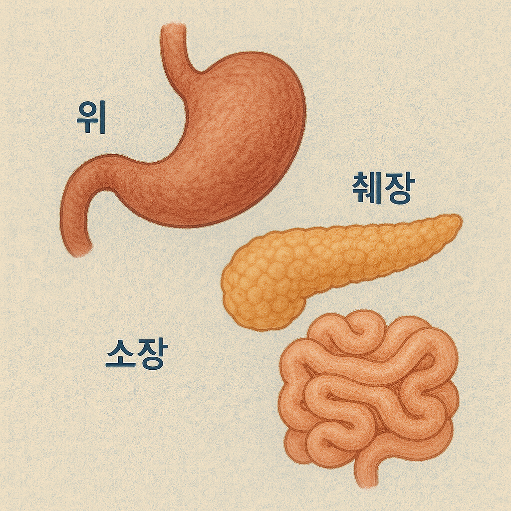 “췌장과 위장기관의 구조를 나타낸 소화계 일러스트”