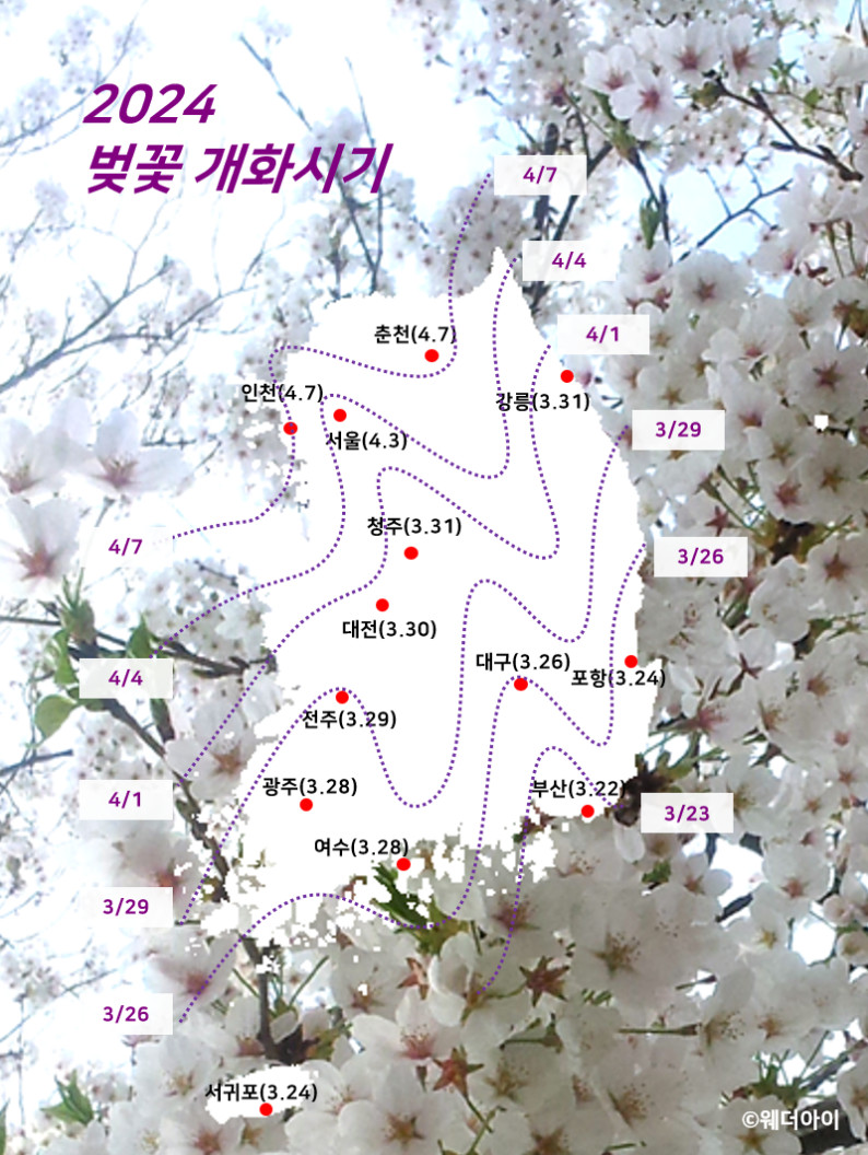 2024년 전국 벛꽃 개화시기 및 축제일정