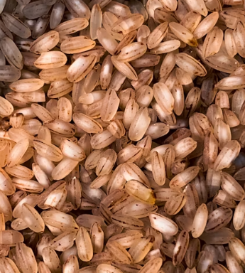 현미 효능과 부작용 영양성분 칼로리 다이어트