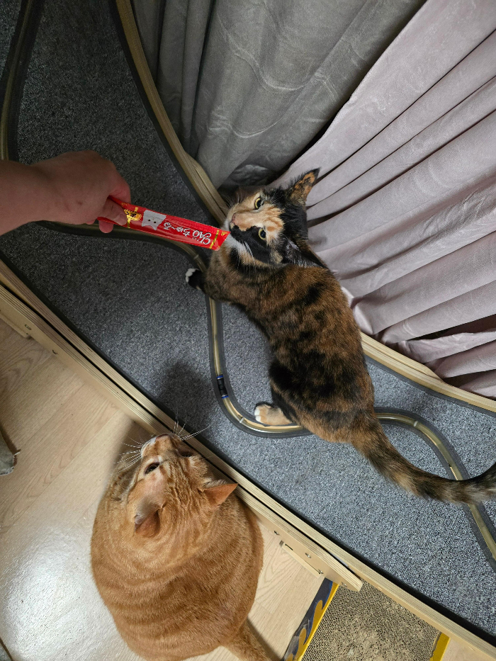 집사의 반격 스타캣휠 사용후기4