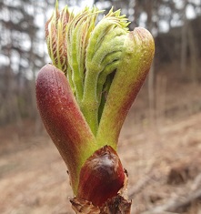 참두릅