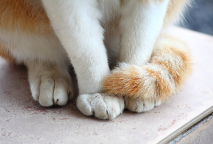 고양이 발 말이야.