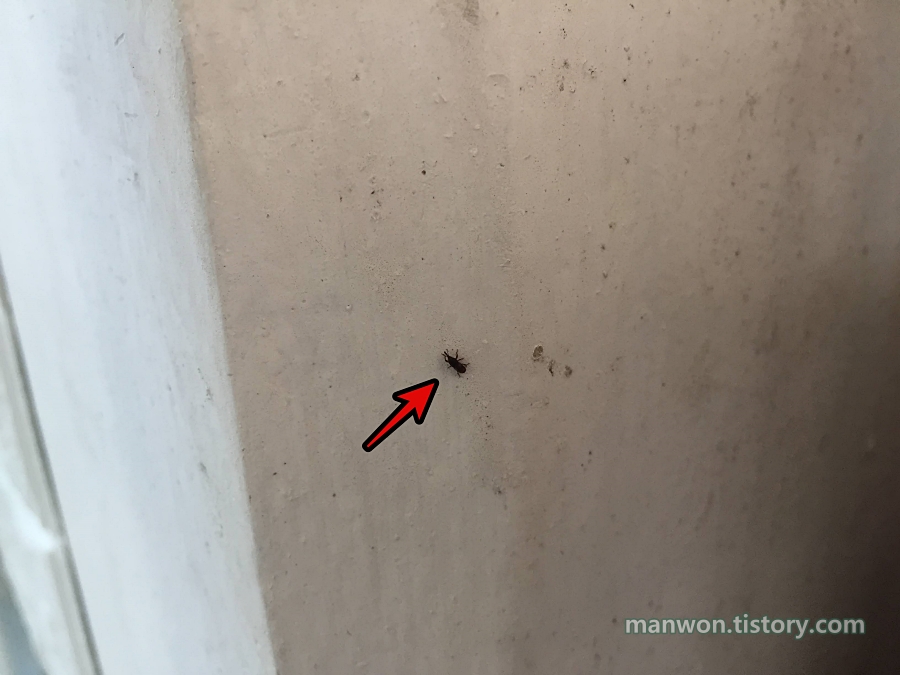 집 여기저기 쌀벌레 없는 곳이 없다