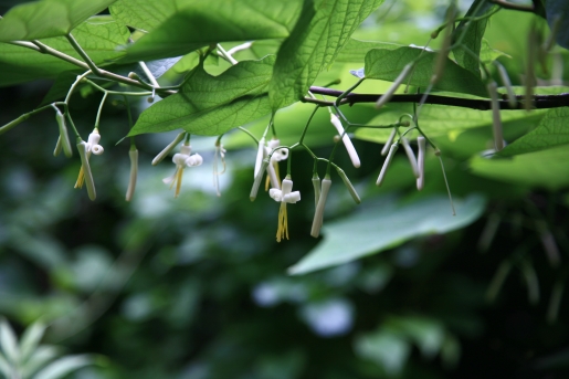 박쥐나무 수형1