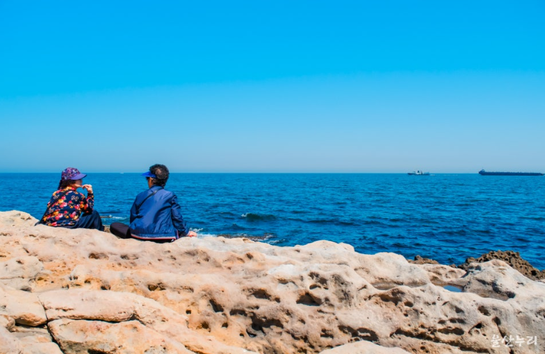 울산 슬도 샤스타데이지 꽃밭 개화 시기와 포토존 완벽 가이드