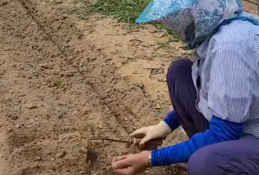 검정콩 파종시기와 거름 주는 방법 꿀팁 1