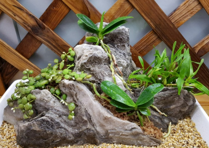 석부작 만들기 가이드 및 준비물 관리팁