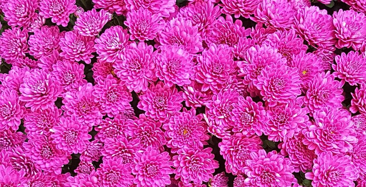 2026 전남 구례 산수유축제 봄꽃 향연 모두 즐겨보세요