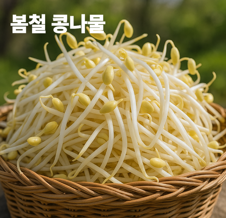 식물성단백질풍부 근육회복과 세포재생 비타민 미네랄 콩나물 효능