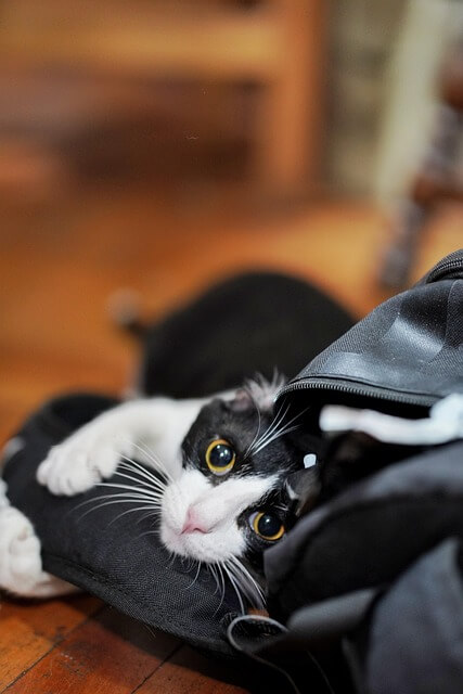 반려동물 질병의 종류 &mdash; 미리 알아두면 지킬 수 있는 건강