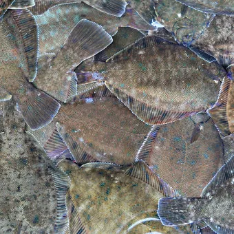 봄 도다리 제철 효능 레시피_3