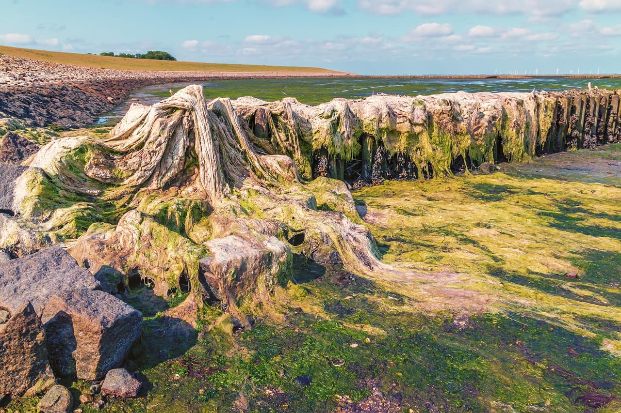 녹조 현상과 수질 개선을 위한 바이오 기술