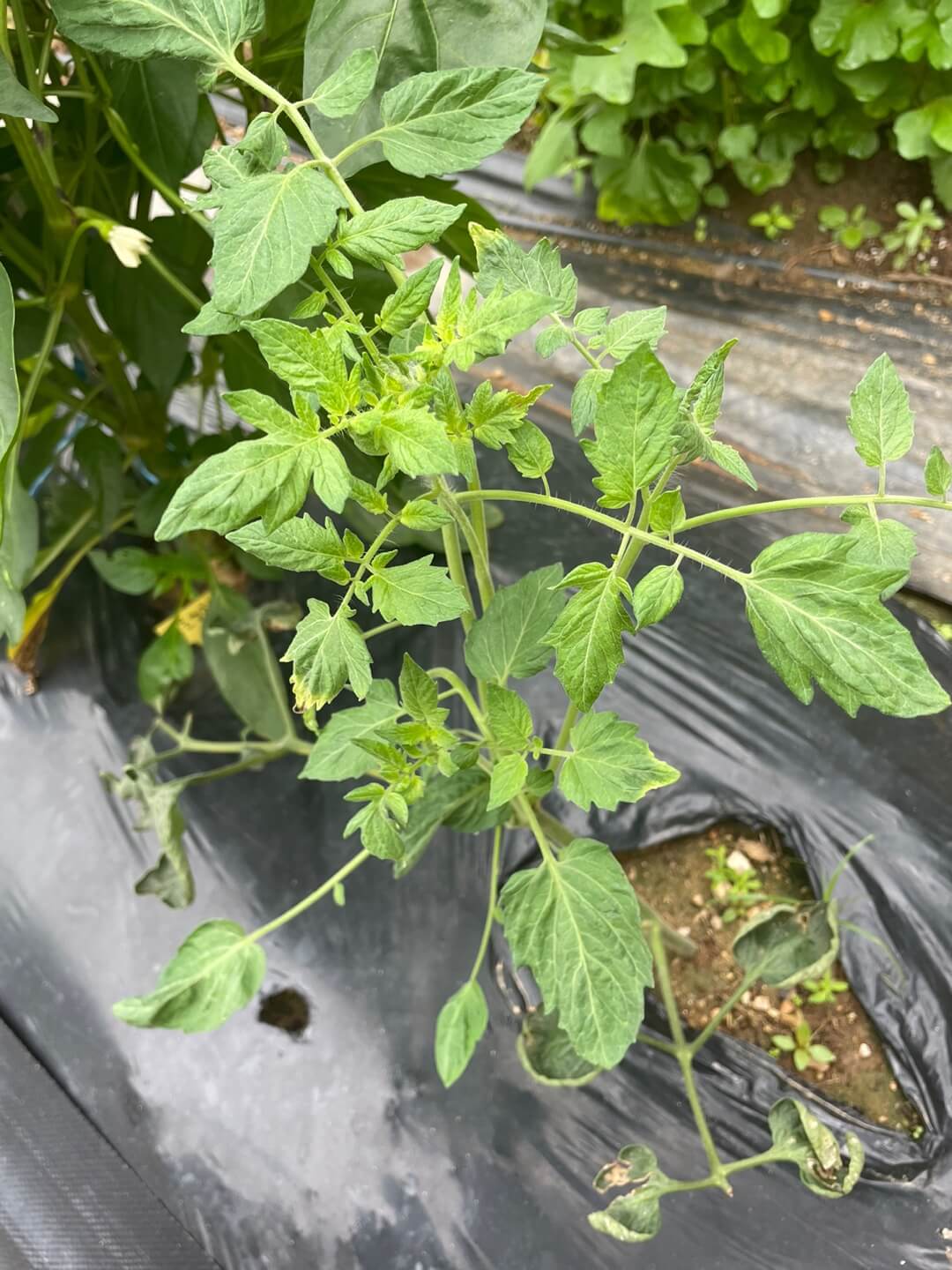 줄기 파종한 토마토