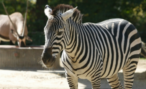 서울대공원-동물원-얼룩말