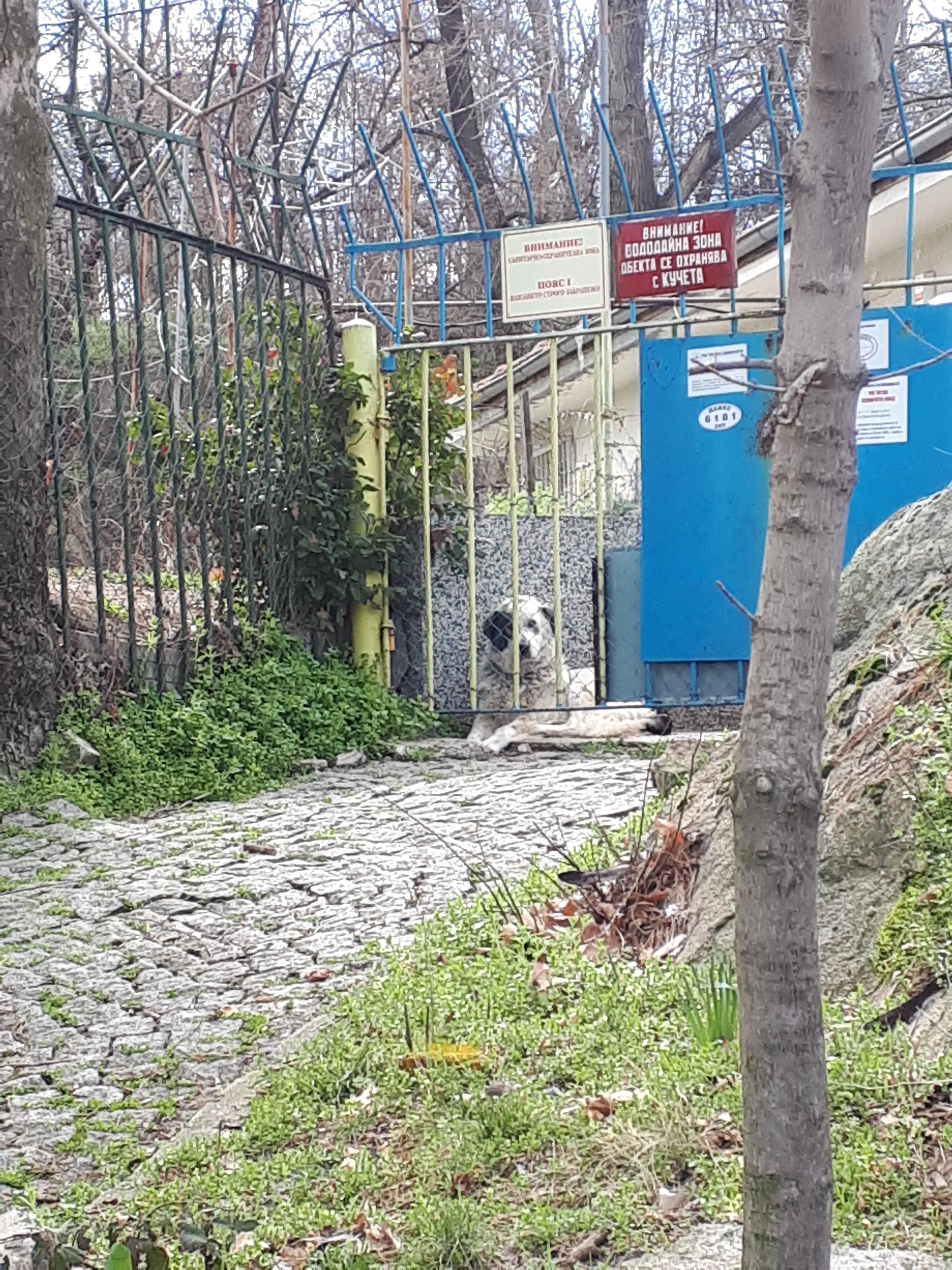 불가리아 플로브디프 엄청 큰 개