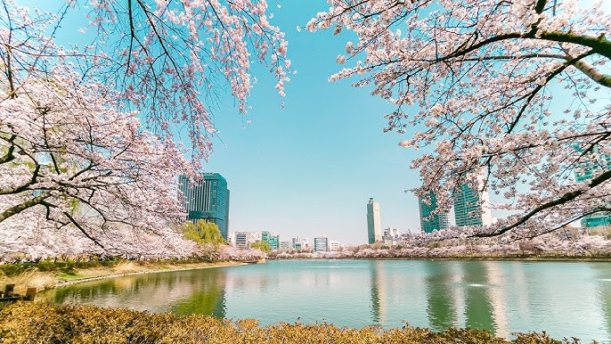 3월에 가볼 만한 국내 여행지 BEST 7 (봄꽃 명소 포함)