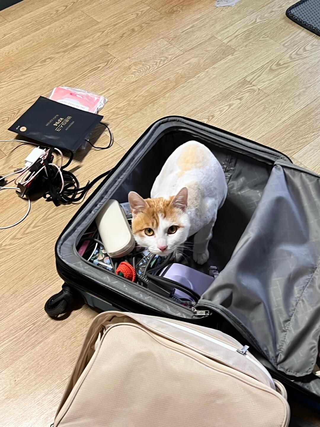 캐리어 속에 들어간 사진